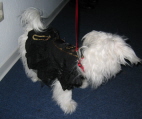dog2.jpg