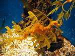 sea dragon.jpg