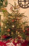 tree08.jpg