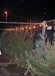 xmastree1.jpg